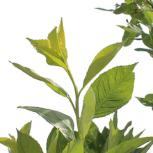 Load image into Gallery viewer, Cherry Plum, 5 gal, Opata

