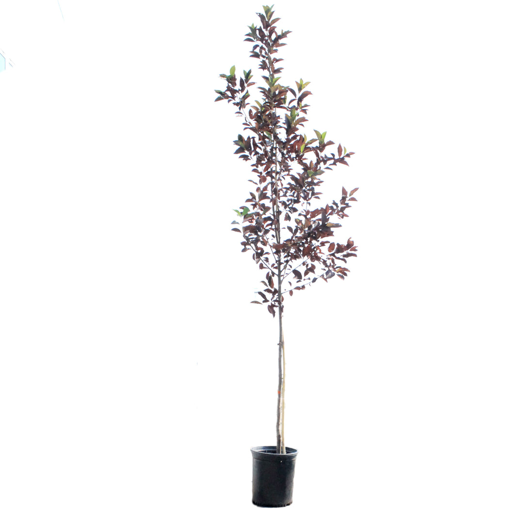 Chokecherry, 5 gal, Spur Schubert