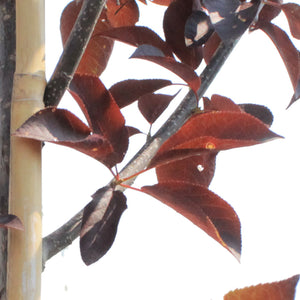 Chokecherry, 5 gal, Spur Schubert