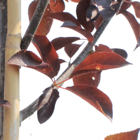 Chokecherry, 5 gal, Spur Schubert