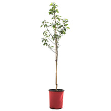 Load image into Gallery viewer, Pear, 5 gal, Navigator
