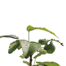 Load image into Gallery viewer, Pear, 5 gal, Navigator
