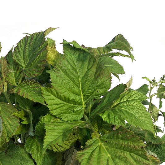 Raspberry, 8in Shortcake Dwarf