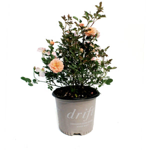 Rose, 8in, Apricot