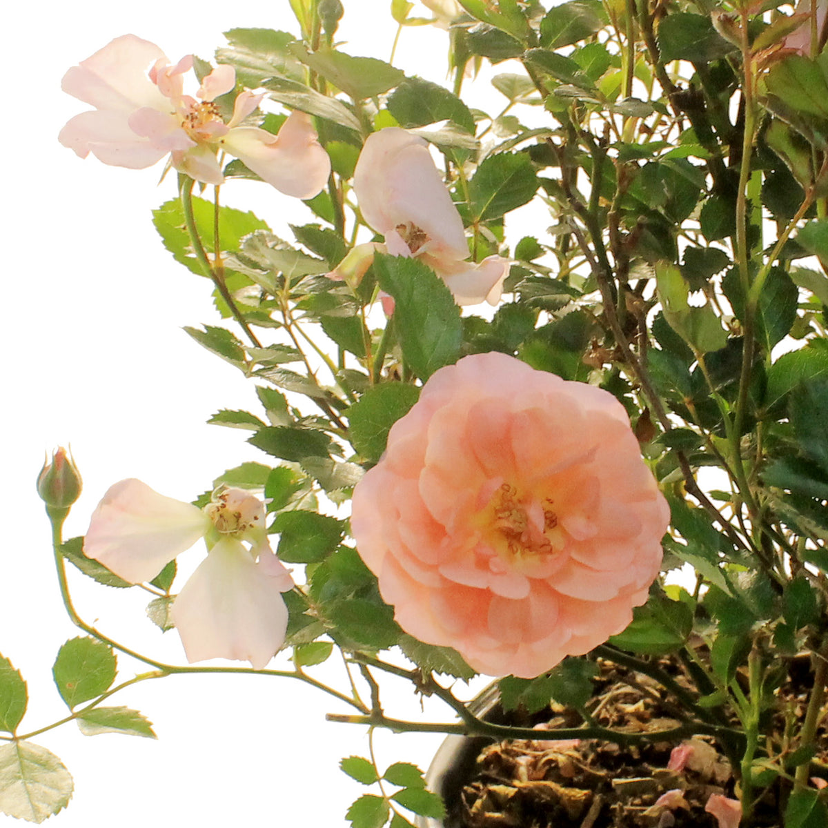 Rose, 8in, Apricot