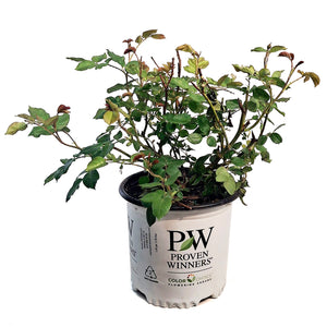 Rose, 8in, Honey Apricot