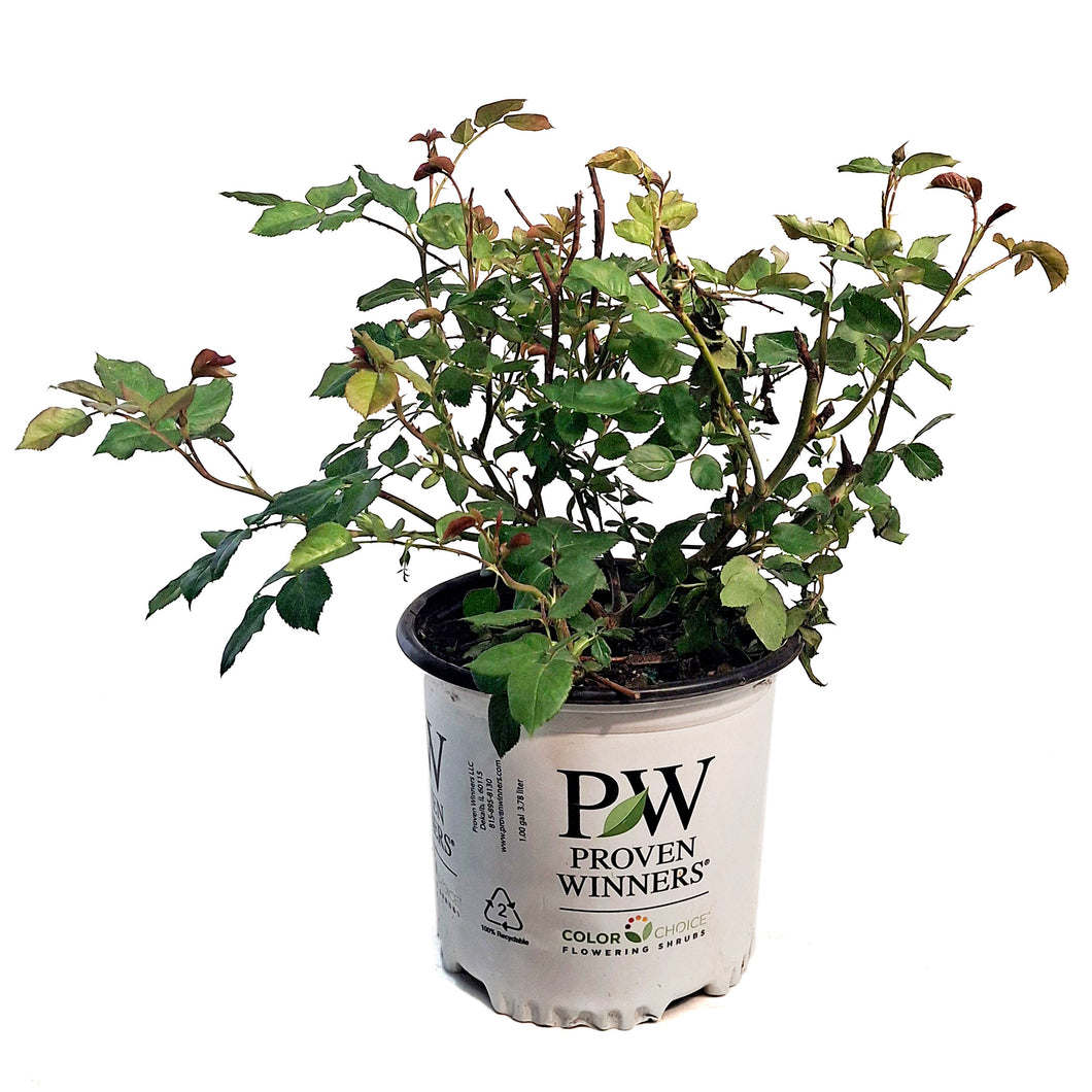 Rose, 8in, Honey Apricot