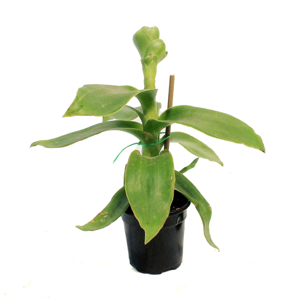 Callisia, 4in, Fragrans Variegata