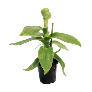 Callisia, 4in, Fragrans Variegata