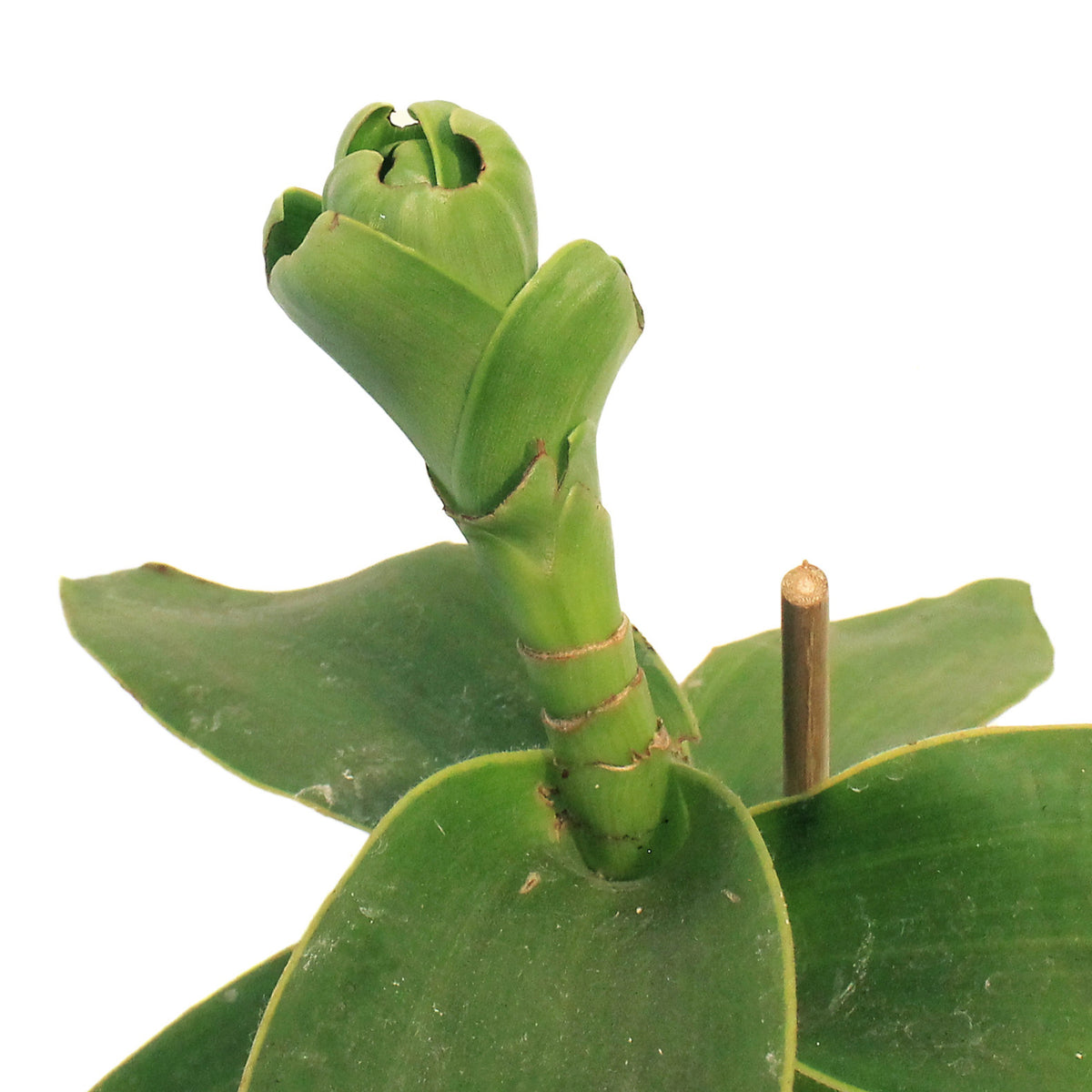 Callisia, 4in, Fragrans Variegata