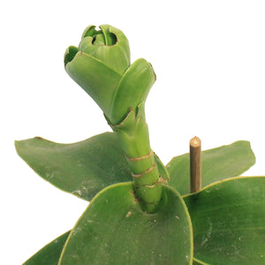 Callisia, 4in, Fragrans Variegata