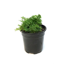 Load image into Gallery viewer, Fern, 4in, Cotton Candy
