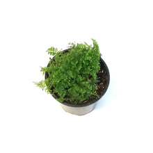 Load image into Gallery viewer, Fern, 4in, Cotton Candy
