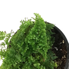 Load image into Gallery viewer, Fern, 4in, Cotton Candy
