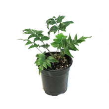 Load image into Gallery viewer, Fern, 4in, Mexican Flowering Anemia
