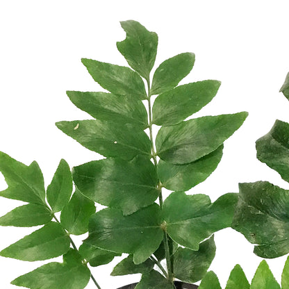 Fern, 4in, Mexican Flowering Anemia
