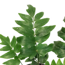 Load image into Gallery viewer, Fern, 4in, Mexican Flowering Anemia
