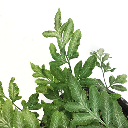 Fern,4in, Silver Lace