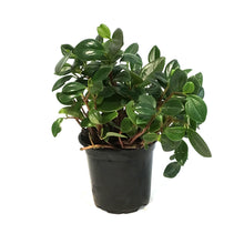 Load image into Gallery viewer, Peperomia, 4in, European Trailing
