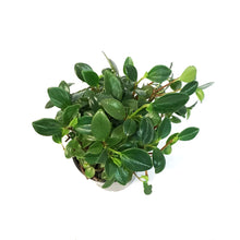 Load image into Gallery viewer, Peperomia, 4in, European Trailing
