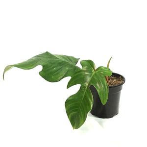 Philodendron, 4in, Squamiferum