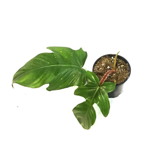 Philodendron, 4in, Squamiferum