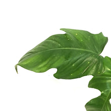 Load image into Gallery viewer, Philodendron, 4in, Squamiferum
