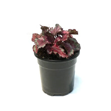 Load image into Gallery viewer, Begonia, 4in, Rex Red Slippers
