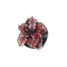 Load image into Gallery viewer, Begonia, 4in, Rex Red Slippers
