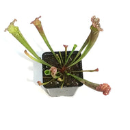 Nepenthes, 3.5in, Farnhamii