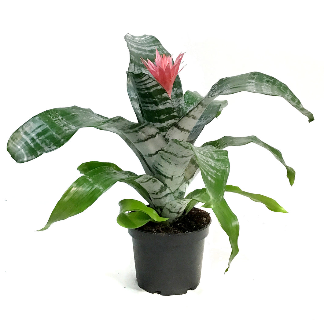 Bromeliad, 6in,Silver Vase