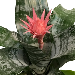 Bromeliad, 6in,Silver Vase