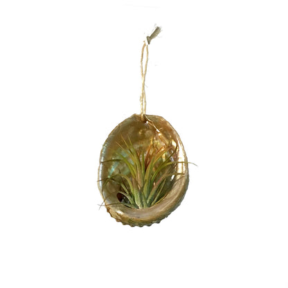 Vup Abalone w/Ionantha