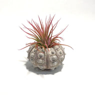 Tillandsia Pink Jellyfish, Medium