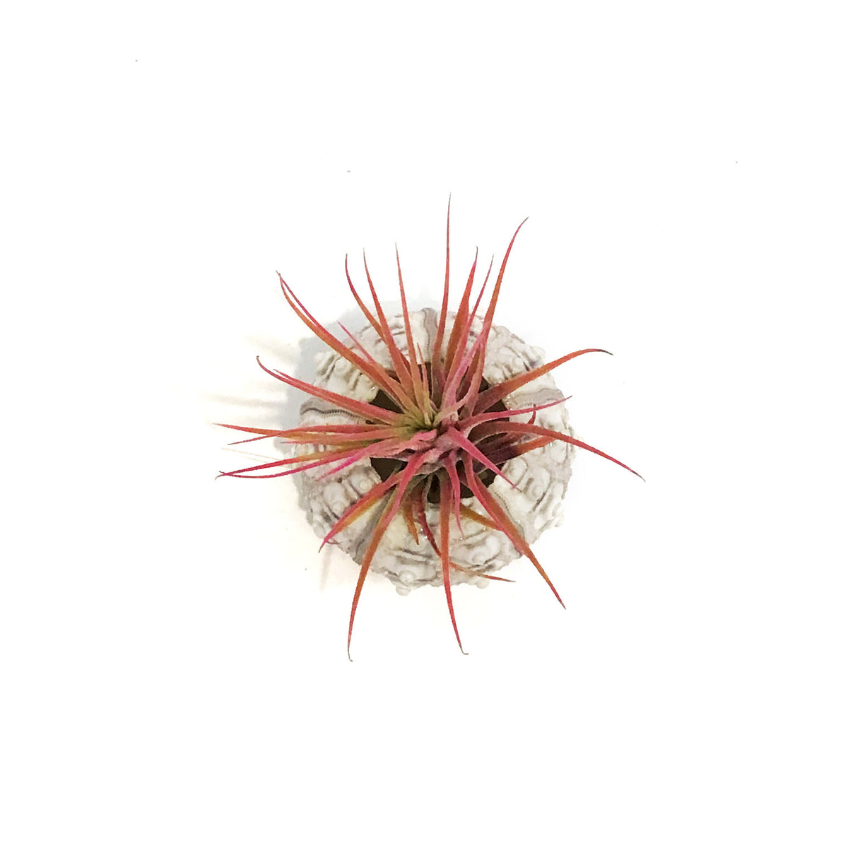 Tillandsia Pink Jellyfish, Medium