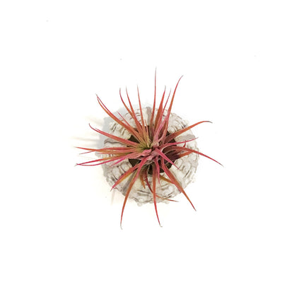 Tillandsia Pink Jellyfish, Medium