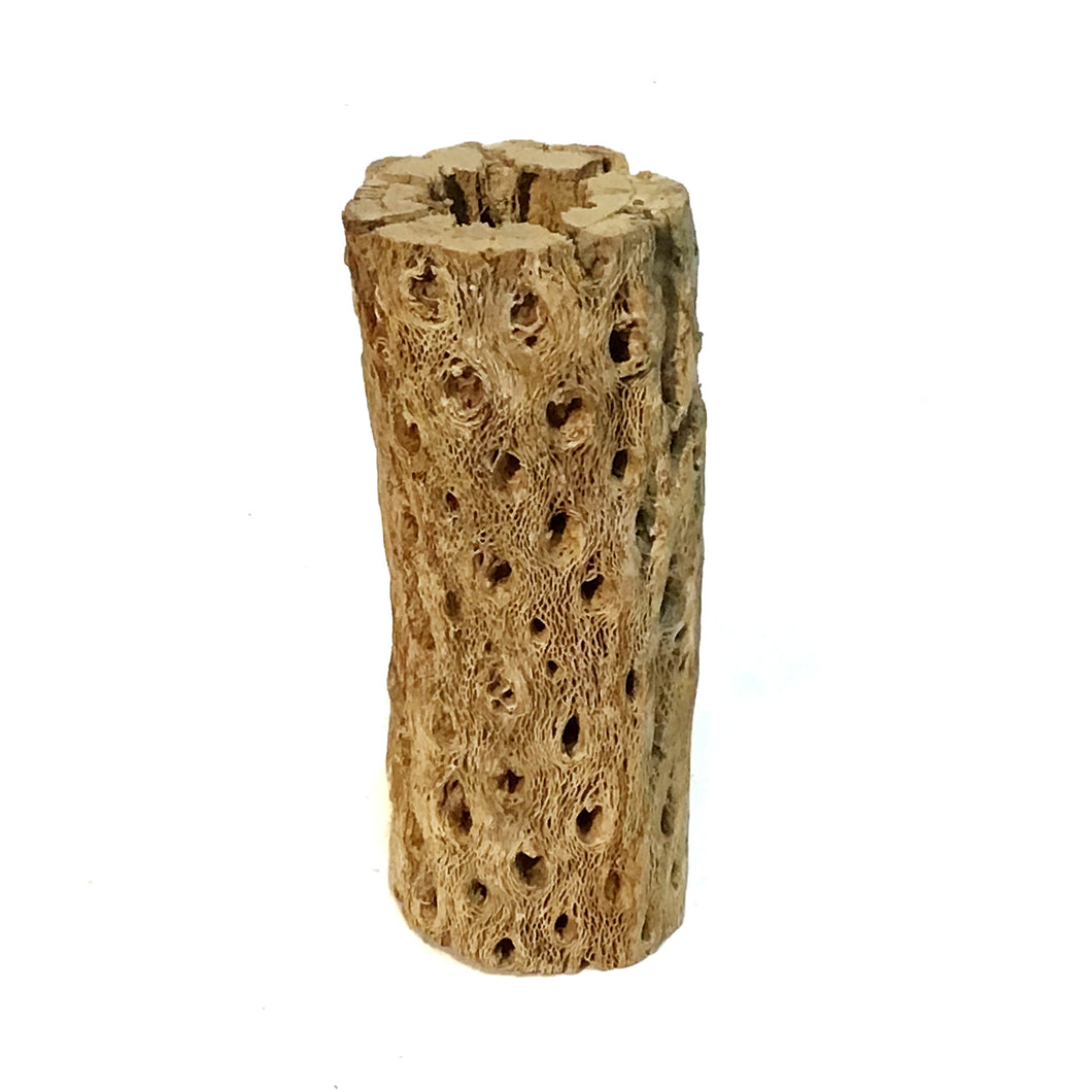 Tillandsia Cholla Wood Holder, Medium