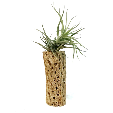 Tillandsia Cholla Wood Holder, Medium