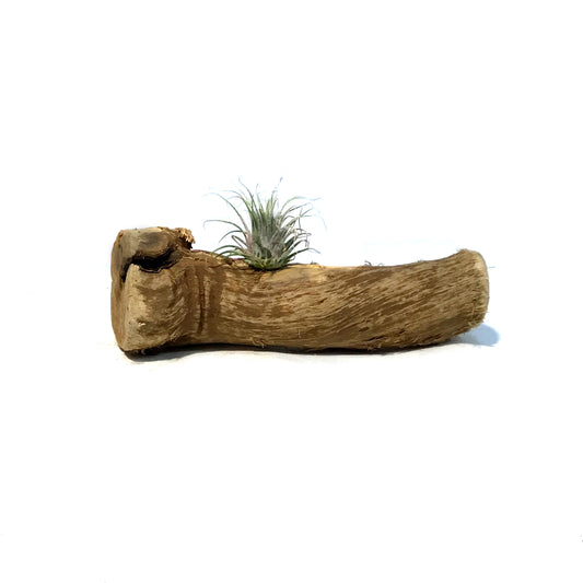 Tillandsia Grapewood Branch, Small