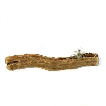 Tillandsia Grapewood Branch, Medium