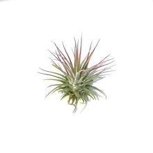 Load image into Gallery viewer, Tillandsia Ionantha Ionantha, 2&quot;
