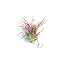 Load image into Gallery viewer, Tillandsia Ionantha Rubra,2.5&quot;
