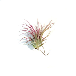 Tillandsia Ionantha Rubra,2.5"