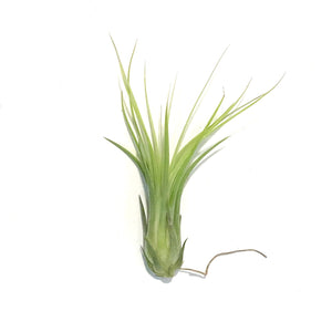 Tillandsia Ionantha Scaposa,