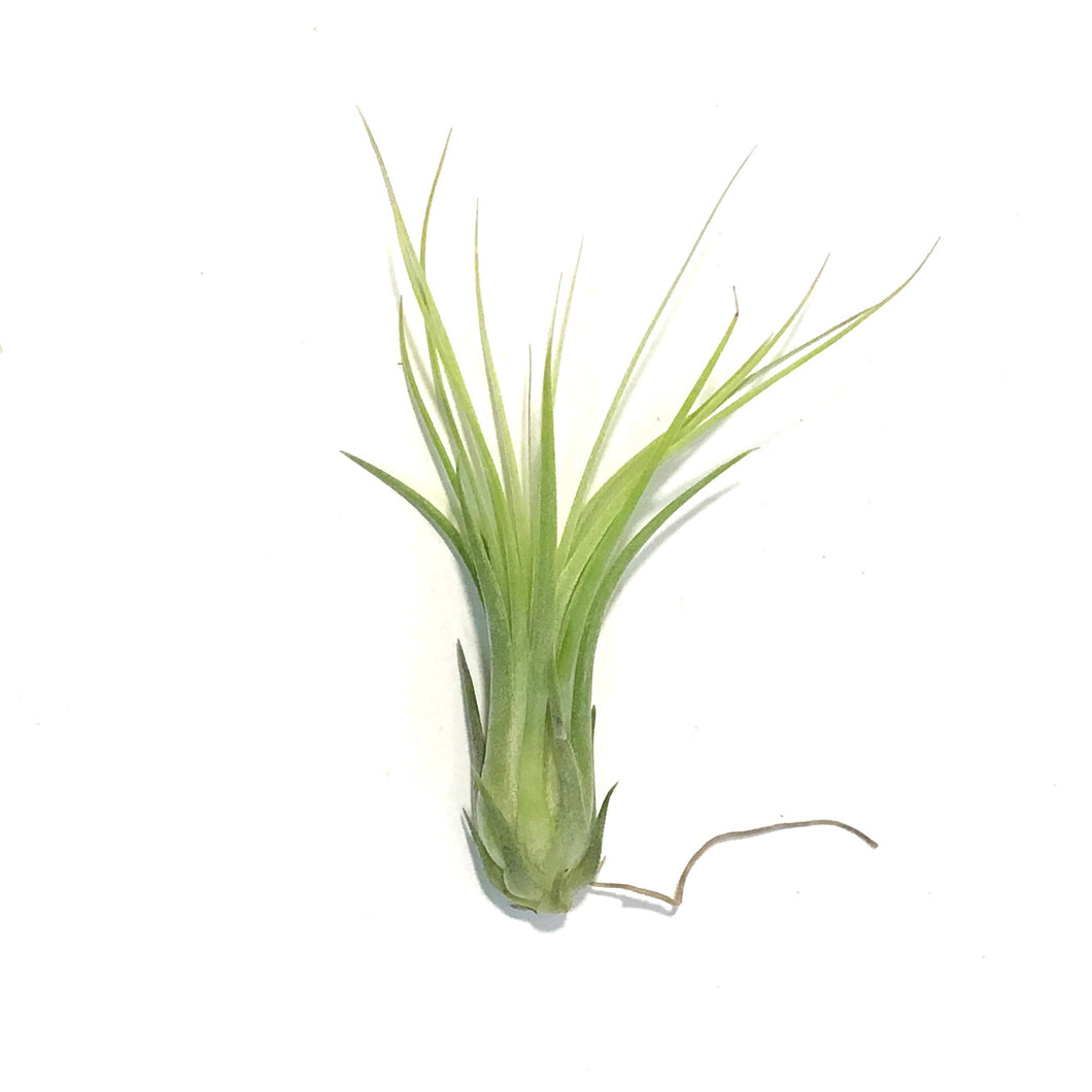 Tillandsia Ionantha Scaposa,