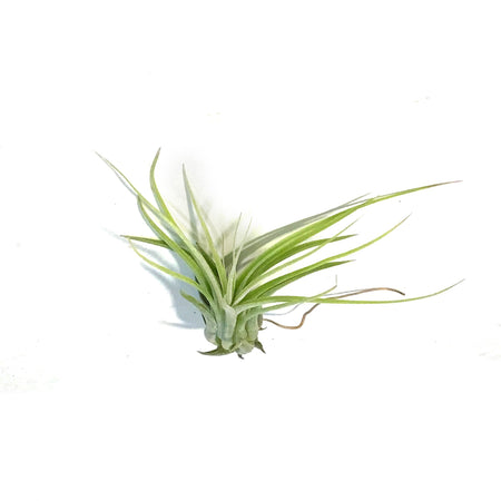 Tillandsia Ionantha Scaposa,