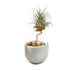 Tillandsia Ionantha, Japanese Sake Cup