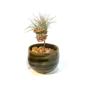 Tillandsia Ionantha, Japanese Sake Cup