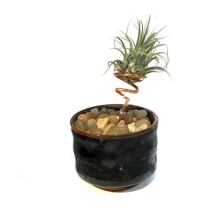 Tillandsia Ionantha, Japanese Sake Cup