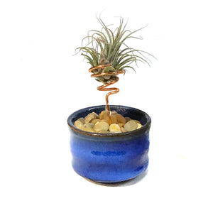 Tillandsia Ionantha, Japanese Sake Cup